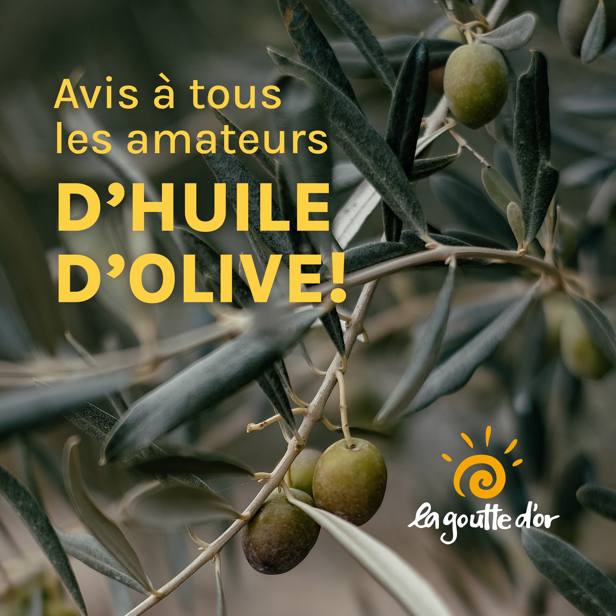 Avis à tous les amateurs d’huile d’olive!